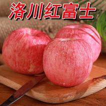 陕西洛川纸袋红富士苹果通货，高次，产地直供欢迎客商采购