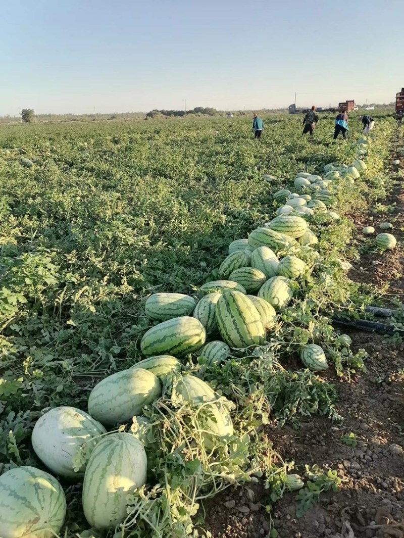 【实力商家】新疆西瓜代办，昌吉西瓜，产地一手货源
