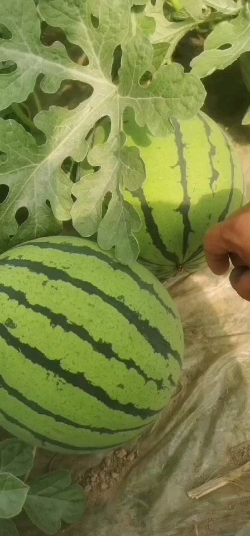 优质美都西瓜大量上市产地直销欢迎老板选购