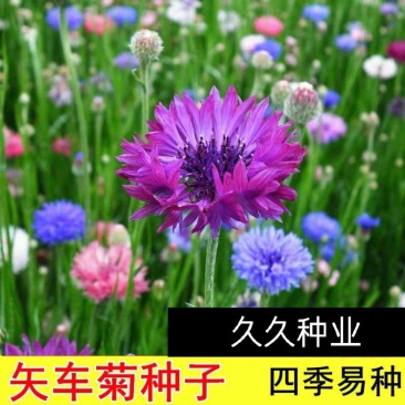 矢车菊花种四季易种活蓝色矢车菊种子室外庭院绿化耐寒花卉种