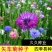 矢车菊花种四季易种活蓝色矢车菊种子室外庭院绿化耐寒花卉种
