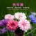 矢车菊花种四季易种活蓝色矢车菊种子室外庭院绿化耐寒花卉种