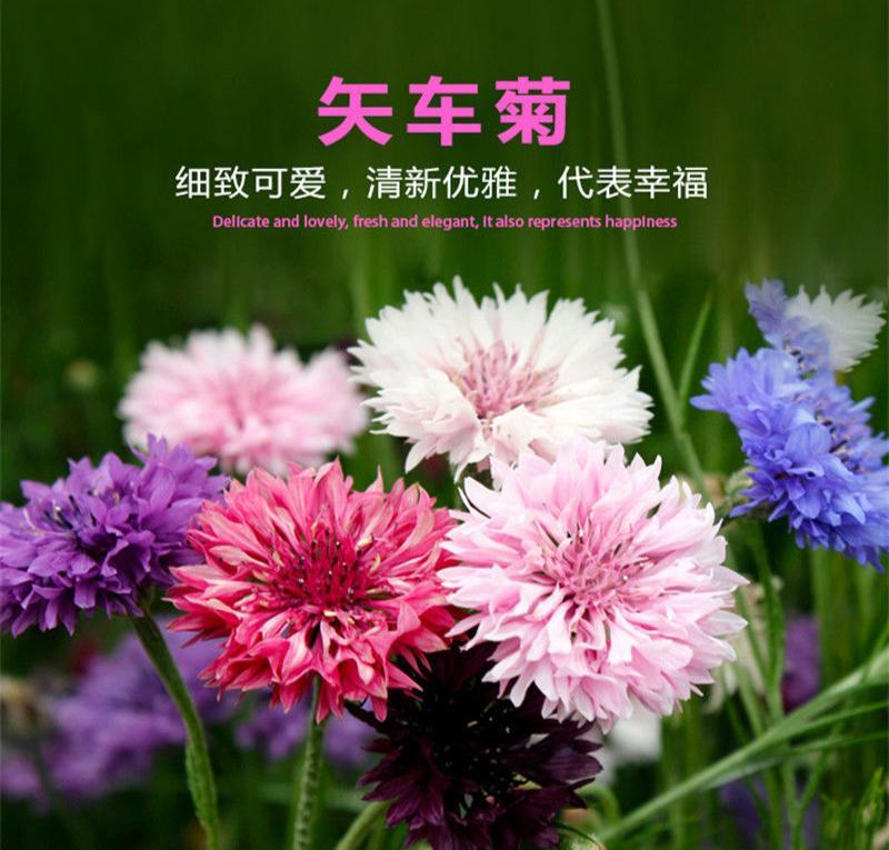 矢车菊花种四季易种活蓝色矢车菊种子室外庭院绿化耐寒花卉种