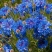矢车菊花种四季易种活蓝色矢车菊种子室外庭院绿化耐寒花卉种