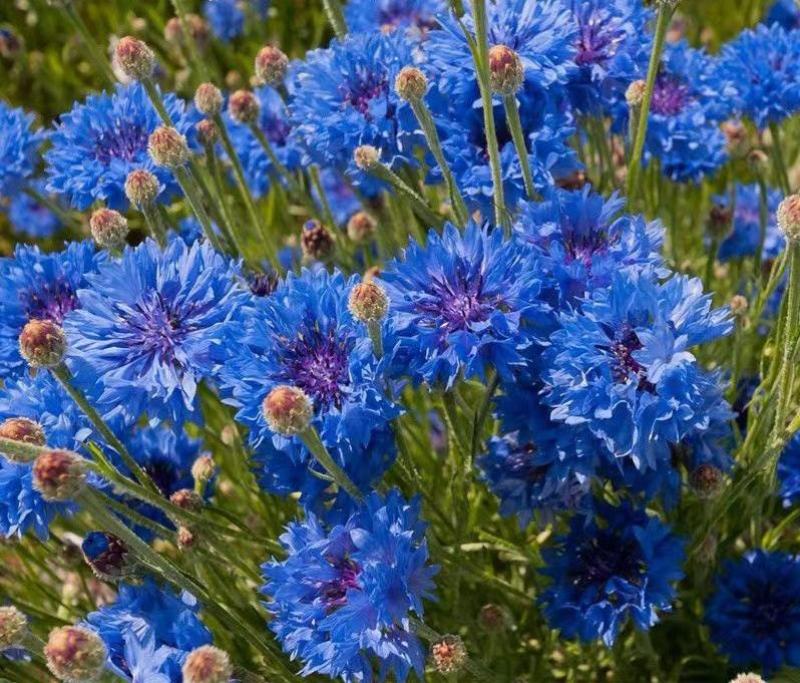 矢车菊花种四季易种活蓝色矢车菊种子室外庭院绿化耐寒花卉种