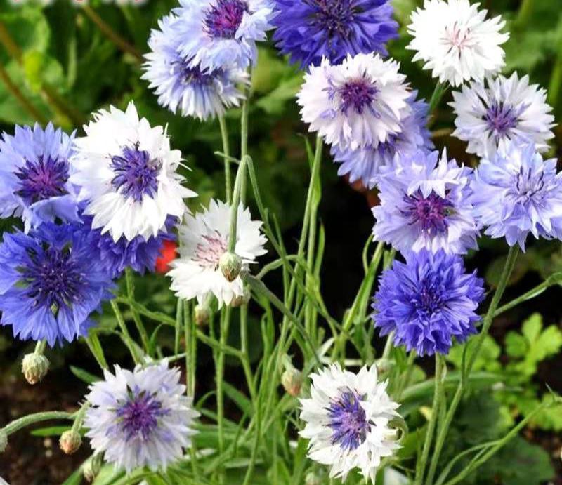 矢车菊花种四季易种活蓝色矢车菊种子室外庭院绿化耐寒花卉种
