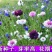 矢车菊花种四季易种活蓝色矢车菊种子室外庭院绿化耐寒花卉种