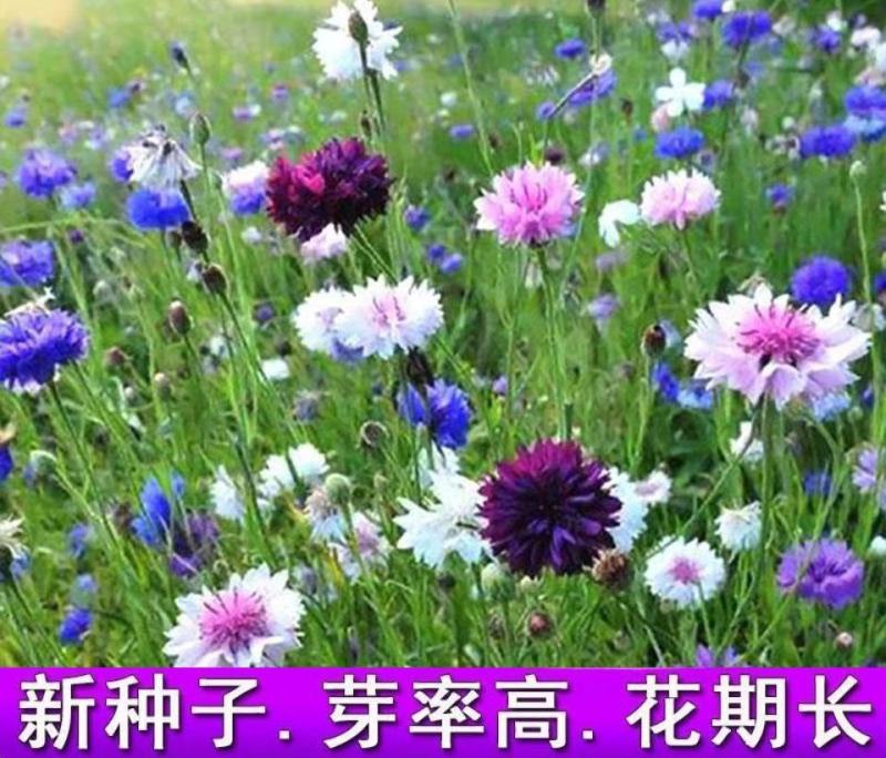 矢车菊花种四季易种活蓝色矢车菊种子室外庭院绿化耐寒花卉种
