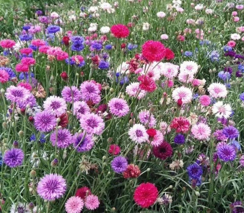 矢车菊花种四季易种活蓝色矢车菊种子室外庭院绿化耐寒花卉种