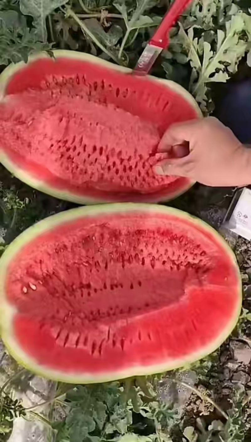 【牛商优选】金城5号，个头大，囗感好，糖度高，大量供货中