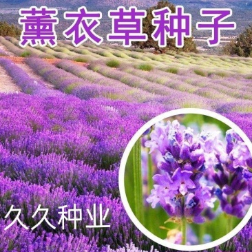 薰衣草种子多年生耐寒耐高温香草室外花卉盆栽四季易种易活