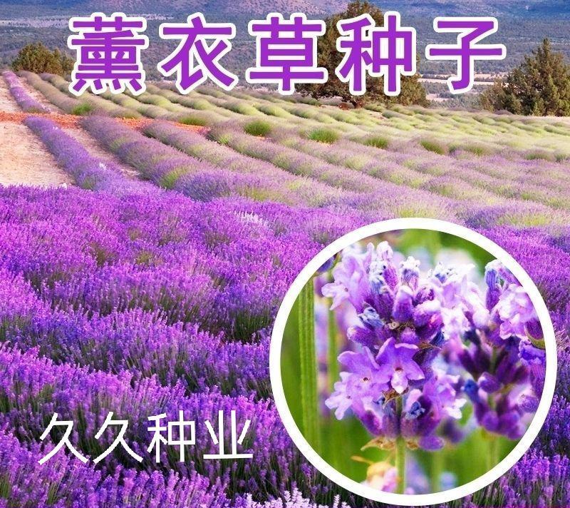 薰衣草种子多年生耐寒耐高温香草室外花卉盆栽四季易种易活