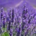 薰衣草种子多年生耐寒耐高温香草室外花卉盆栽四季易种易活