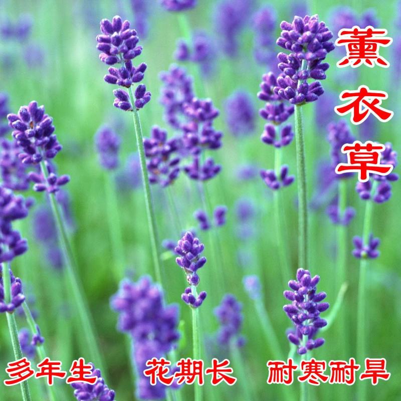 薰衣草种子多年生耐寒耐高温香草室外花卉盆栽四季易种易活