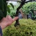 黑老虎苗布福娜冷饭团广西大瑶山黑老虎果苗优质果苗产地直销