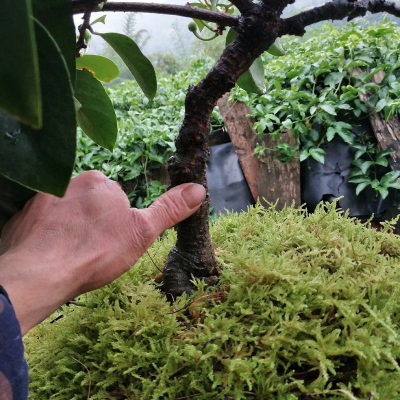 黑老虎苗布福娜冷饭团广西大瑶山黑老虎果苗优质果苗产地直销