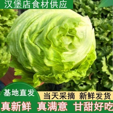 球生菜新鲜蔬菜生吃西生菜生菜球圆生菜球形沙拉菜汉堡用西餐