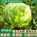 球生菜新鲜蔬菜生吃西生菜生菜球圆生菜球形沙拉菜汉堡用西餐