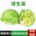 球生菜新鲜蔬菜生吃西生菜生菜球圆生菜球形沙拉菜汉堡用西餐