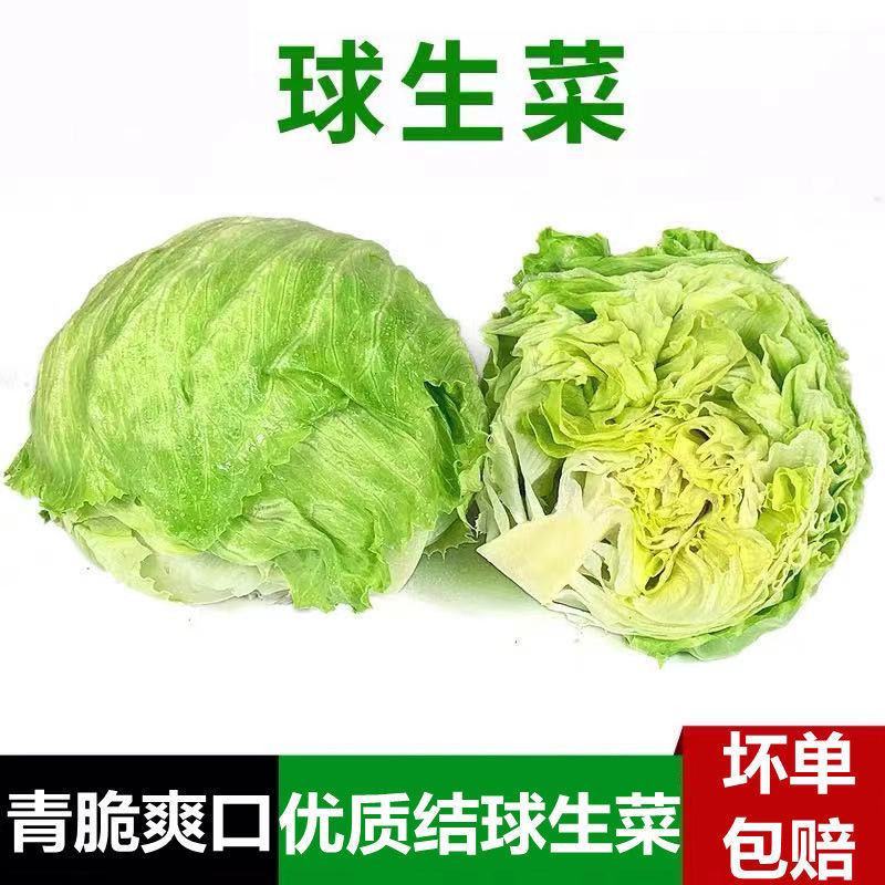 球生菜新鲜蔬菜生吃西生菜生菜球圆生菜球形沙拉菜汉堡用西餐