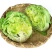球生菜新鲜蔬菜生吃西生菜生菜球圆生菜球形沙拉菜汉堡用西餐