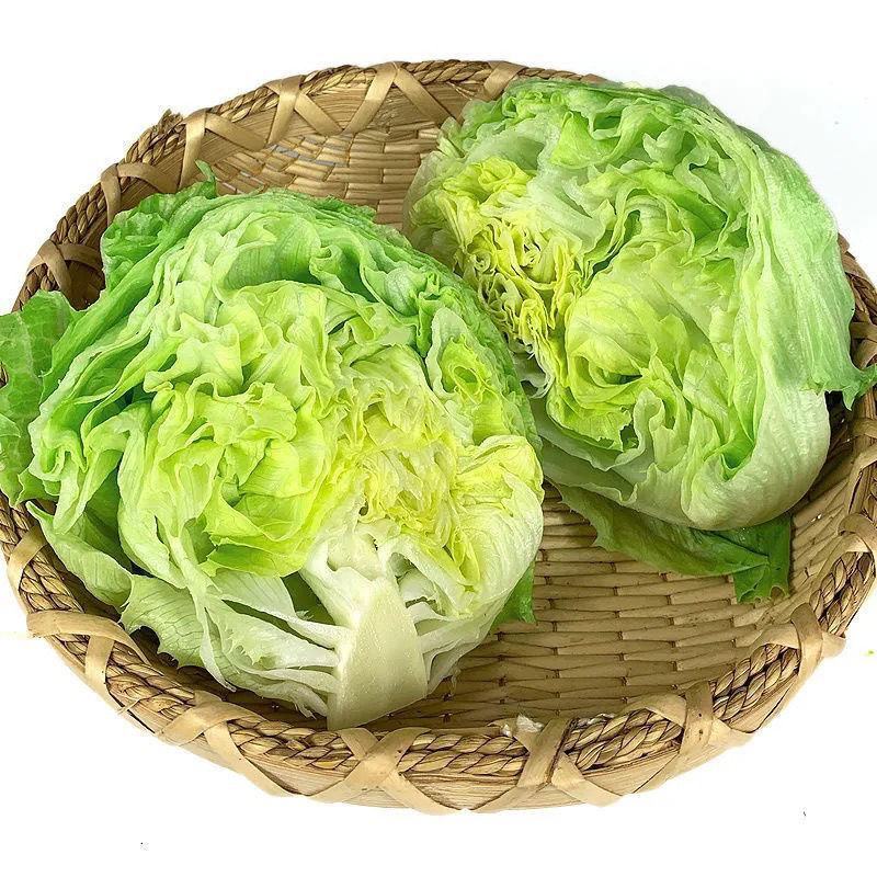 球生菜新鲜蔬菜生吃西生菜生菜球圆生菜球形沙拉菜汉堡用西餐