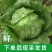 球生菜新鲜蔬菜生吃西生菜生菜球圆生菜球形沙拉菜汉堡用西餐