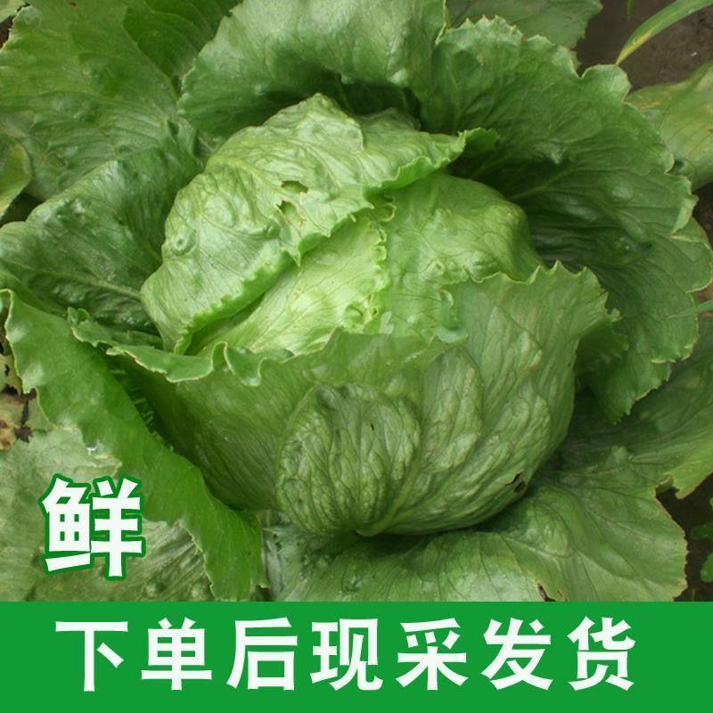 球生菜新鲜蔬菜生吃西生菜生菜球圆生菜球形沙拉菜汉堡用西餐