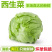 球生菜新鲜蔬菜生吃西生菜生菜球圆生菜球形沙拉菜汉堡用西餐