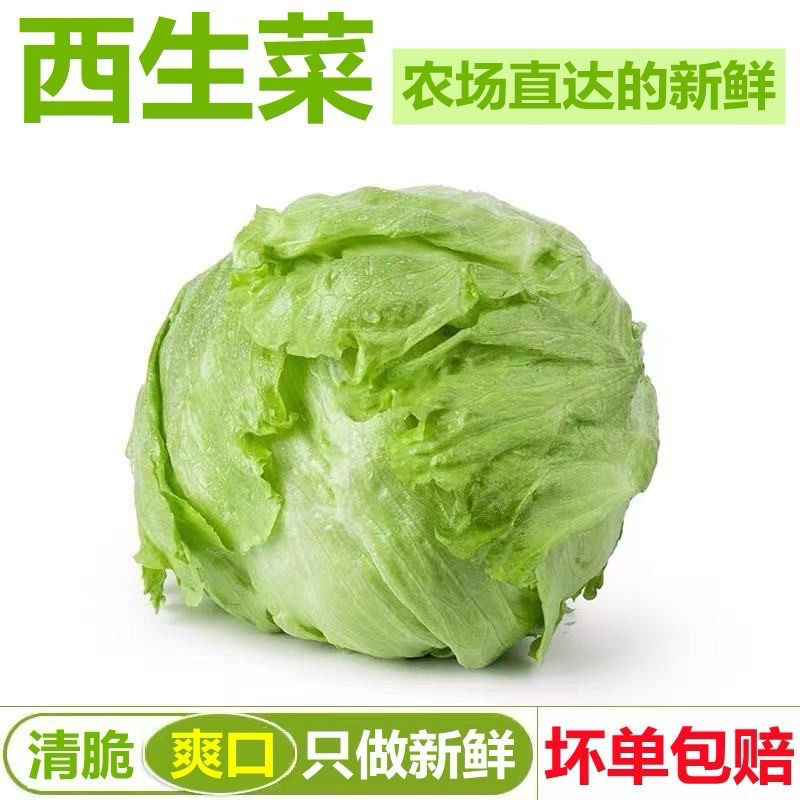 球生菜新鲜蔬菜生吃西生菜生菜球圆生菜球形沙拉菜汉堡用西餐
