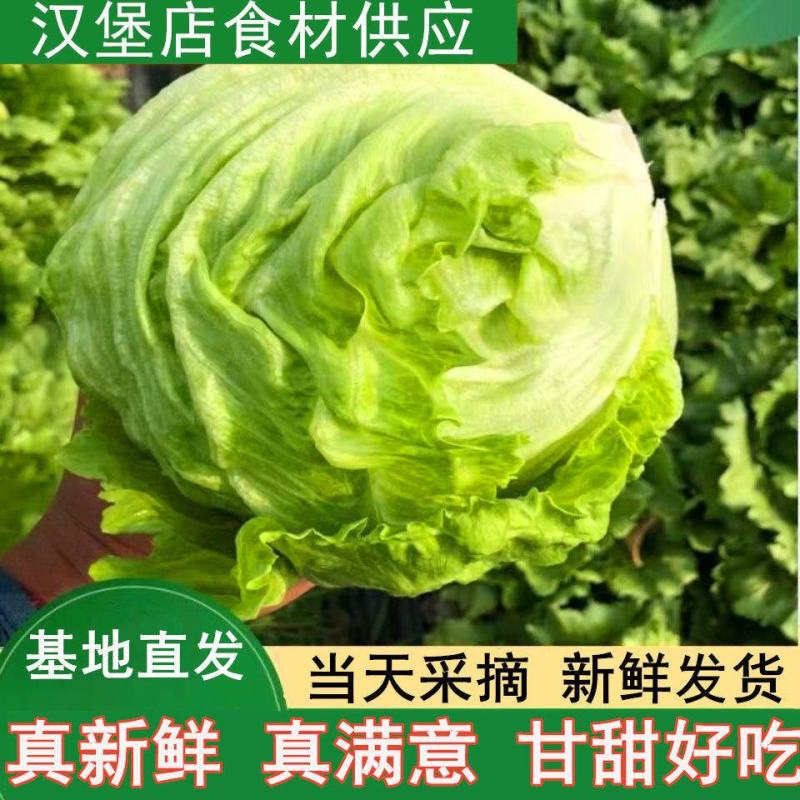 球生菜新鲜蔬菜生吃西生菜生菜球圆生菜球形沙拉菜汉堡用西餐