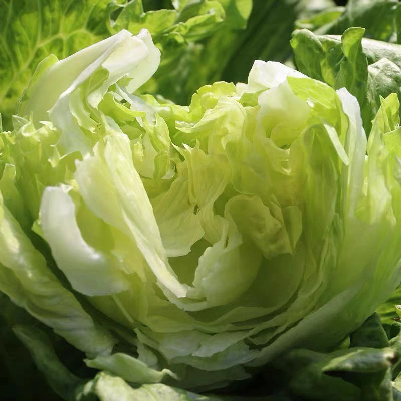 球生菜新鲜蔬菜生吃西生菜生菜球圆生菜球形沙拉菜汉堡用西餐