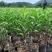 四会柑苗（陈皮柑）苗