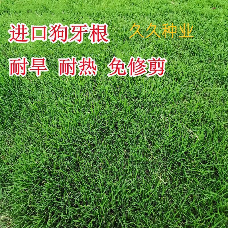 进口狗牙根种子草籽草皮种子四季常青护坡固土耐旱耐践踏