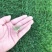 进口狗牙根种子草籽草皮种子四季常青护坡固土耐旱耐践踏