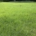 进口狗牙根种子草籽草皮种子四季常青护坡固土耐旱耐践踏