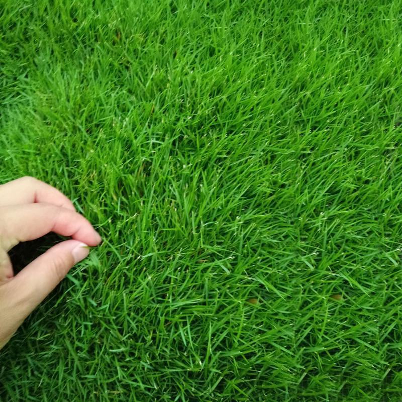 进口狗牙根种子草籽草皮种子四季常青护坡固土耐旱耐践踏