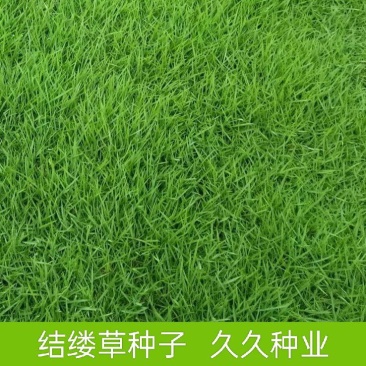 日本结缕草种子草坪草籽四季长青矮生耐践踏庭院足球场草种子