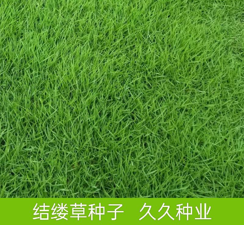 日本结缕草种子草坪草籽四季长青矮生耐践踏庭院足球场草种子