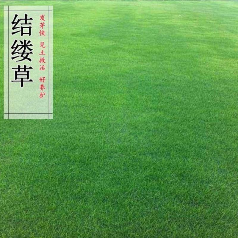 日本结缕草种子草坪草籽四季长青矮生耐践踏庭院足球场草种子