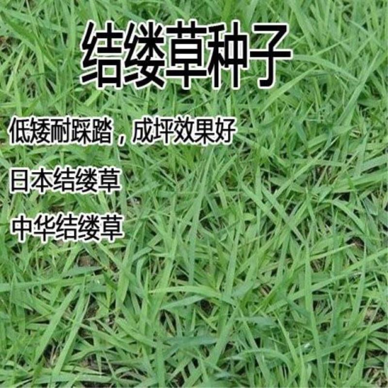 日本结缕草种子草坪草籽四季长青矮生耐践踏庭院足球场草种子