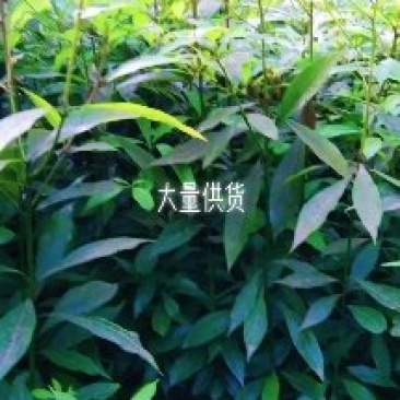 金丝楠木苗零售。优质一年生无纺布营养杯楠木苗