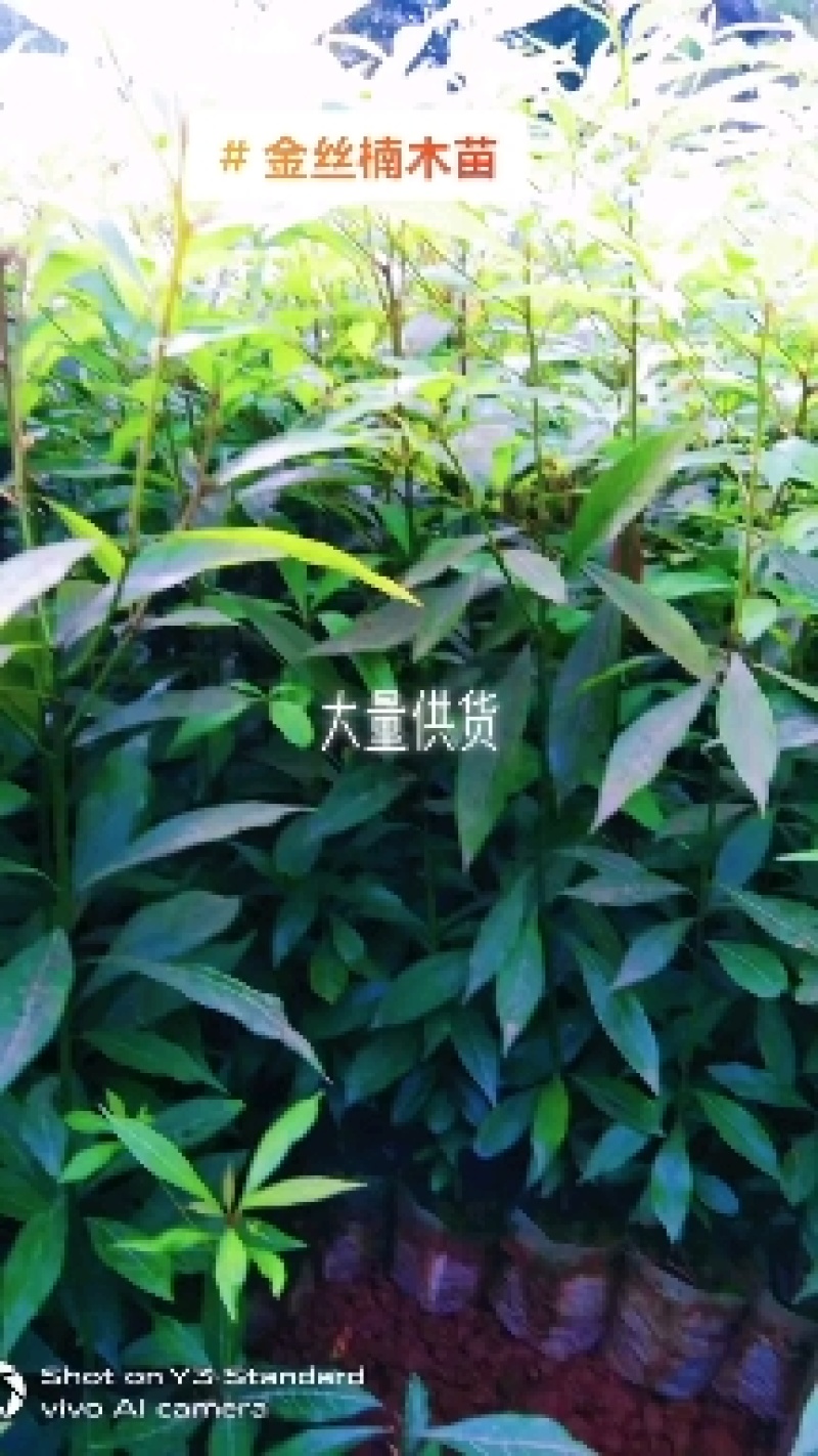 金丝楠木苗零售。优质一年生无纺布营养杯楠木苗