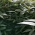 金丝楠木苗零售。优质一年生无纺布营养杯楠木苗