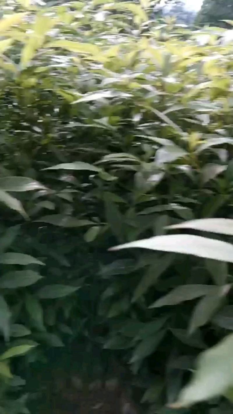 金丝楠木苗零售。优质一年生无纺布营养杯楠木苗