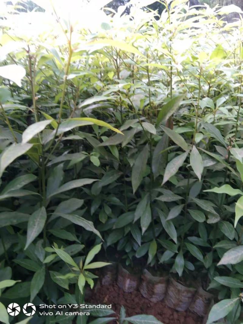 金丝楠木苗零售。优质一年生无纺布营养杯楠木苗