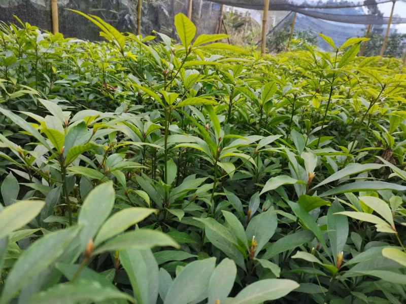 金丝楠木苗零售。优质一年生无纺布营养杯楠木苗