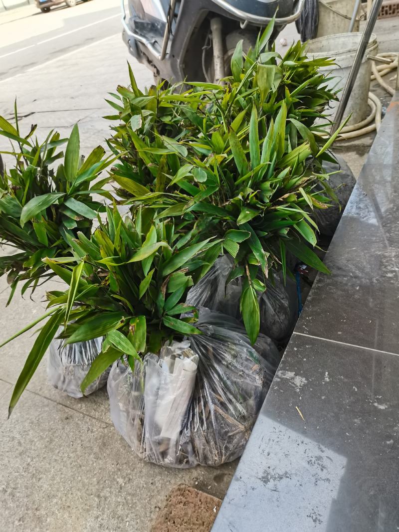 金丝楠木苗零售。优质一年生无纺布营养杯楠木苗