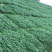 百喜草种子道路护坡宽叶雀碑草堤坝耐寒耐高温绿化草坪种