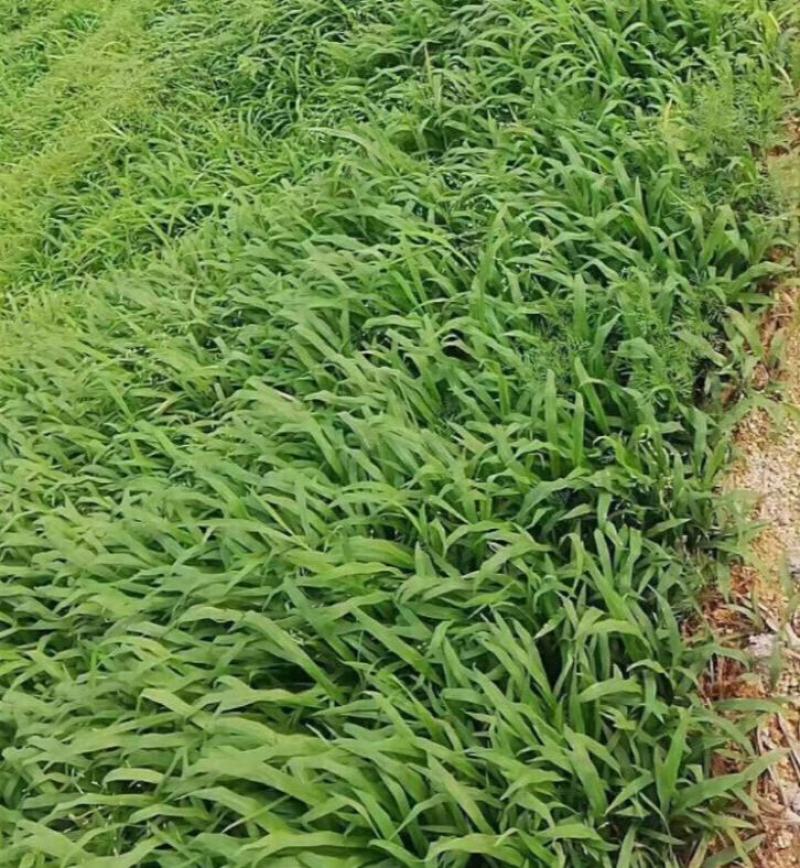 百喜草种子道路护坡宽叶雀碑草堤坝耐寒耐高温绿化草坪种